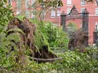 Public Gardens after Hurricane Juan